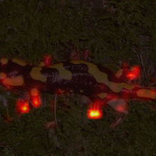 1377_5_attn.png
