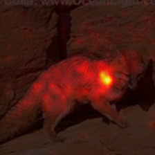 1385_2_attn.png