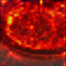 1443_9_attn.png