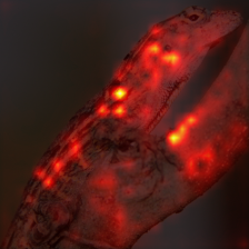 1679_0_attn.png
