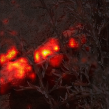 1680_5_attn.png