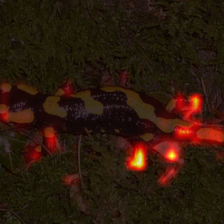 1683_9_attn.png