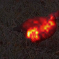 1688_3_attn.png