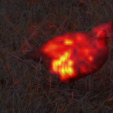 1698_2_attn.png