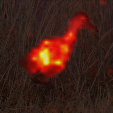 1698_6_attn.png