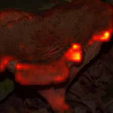 25_5_attn.png