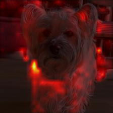 364_1_attn.png
