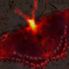 392_6_attn.png