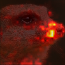 49_0_attn.png