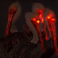 561_0_attn.png