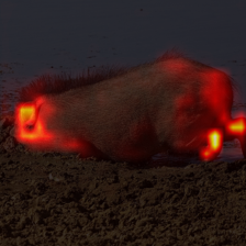 561_1_attn.png
