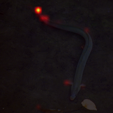 763_0_attn.png